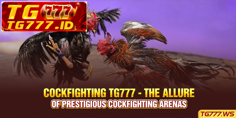 Cockfighting Tg777 – The allure of prestigious cockfighting arenas Cockfighting Tg777 – The allure of prestigious cockfighting arenas