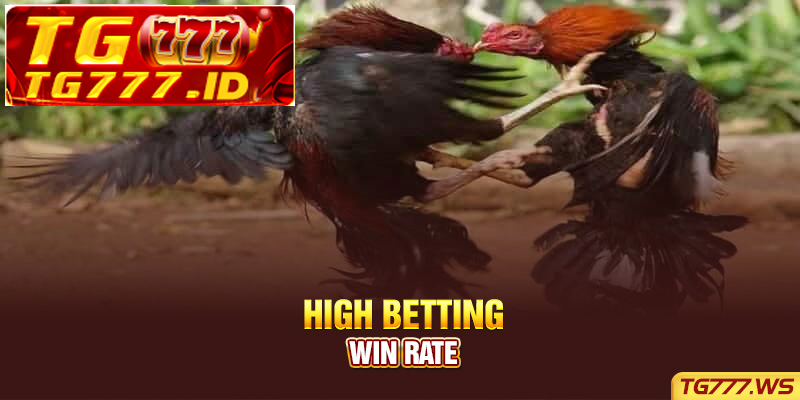 High Betting Win Rate High Betting Win Rate