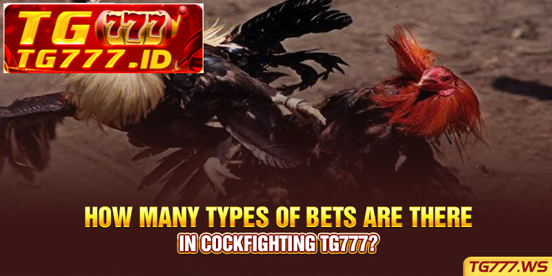How many types of bets are there in Cockfighting Tg777? How many types of bets are there in Cockfighting Tg777?