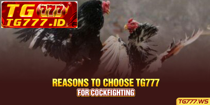 Reasons to choose Tg777 for cockfighting Reasons to choose Tg777 for cockfighting